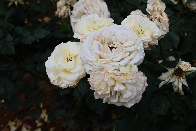 Free Chinese Rose Flowers photo and picture