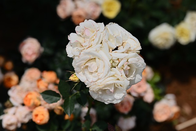 Free Chinese Rose Flowers photo and picture