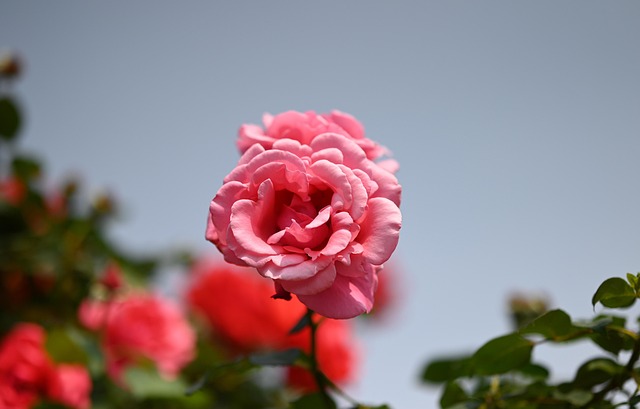 Free Rose Flower photo and picture