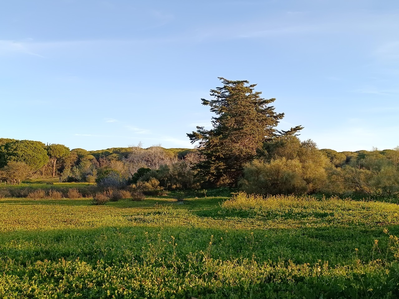 Pinède Forêt Pinède La Nature - Photo gratuite sur Pixabay - Pixabay