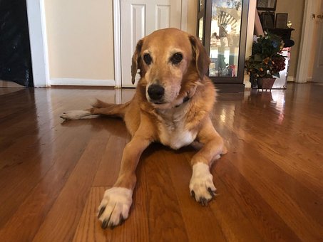 Free Dog Retriever photo and picture