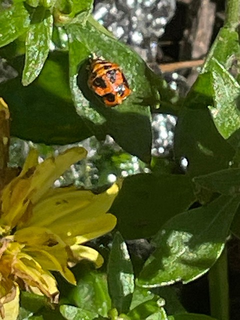 Free Flower Ladybug photo and picture