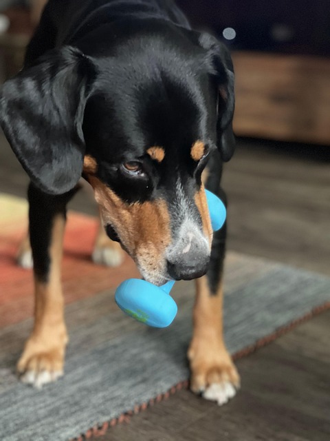 Free Dog Fitness photo and picture