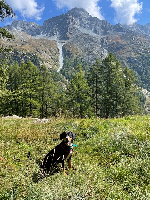 Free Dog Nature photo and picture