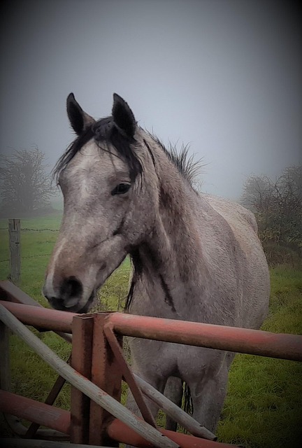 Hest, Natur, Dyr, Hester, Hestesport