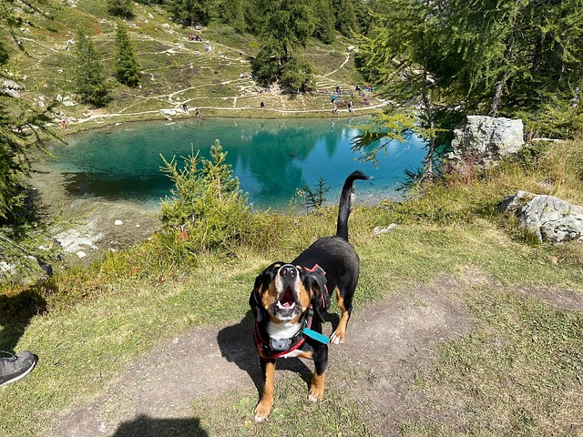 Free Switzerland Dog photo and picture