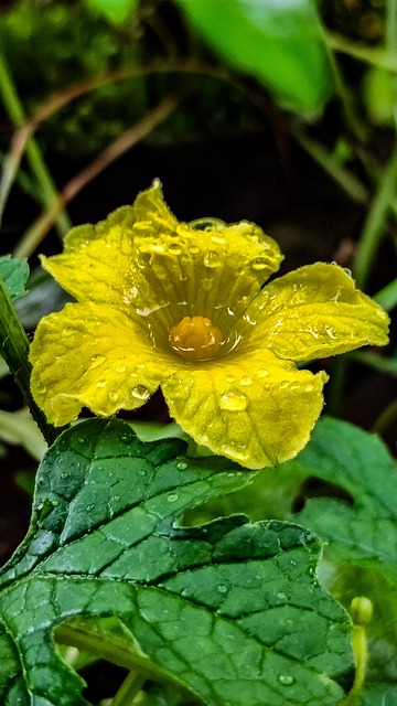 Free Flower Yellow Flower photo and picture