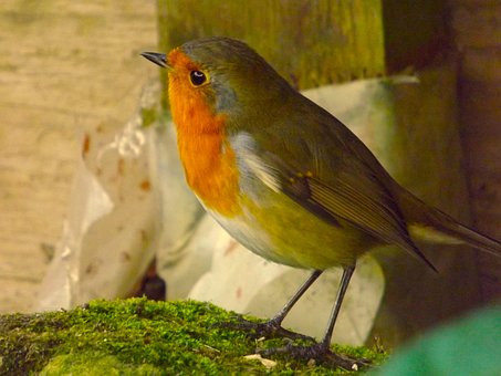 Lille Røde Robin, Natur, Fugl, Dyr