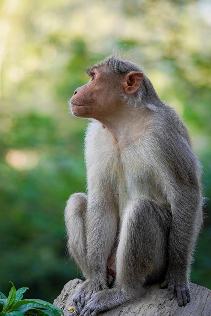 Free Monkey Primate photo and picture