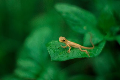 Gecko, Şopârlă, Reptila, Animal