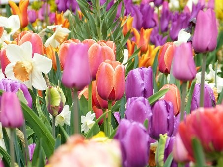 Květiny, Tulipány, Kvete, Bloom, Příroda
