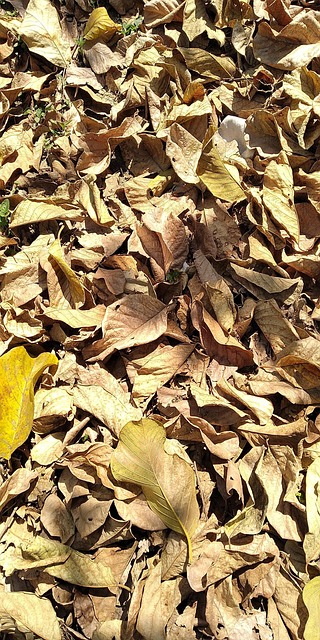 Free Dried Leaves photo and picture