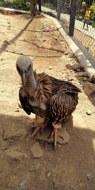 Free Vulture Bird photo and picture