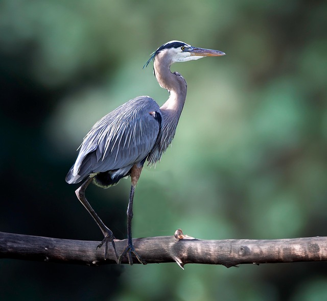 Reiher, Vogel, Tier, Natur, Fauna
