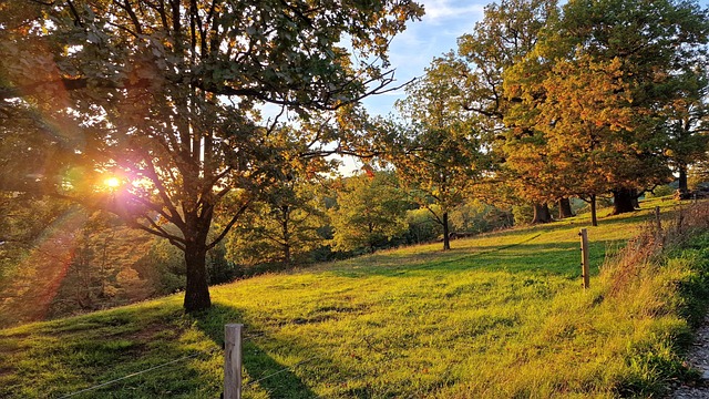 Free Sunset Trees photo and picture