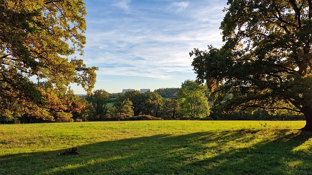 Free Trees Sunset photo and picture