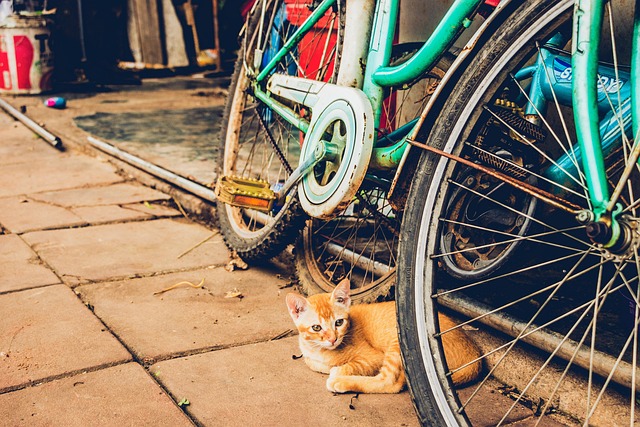Free Cat Bicycle photo and picture