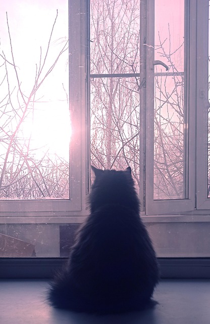 Kat, Tankevækkende, Fluffy, Filosof