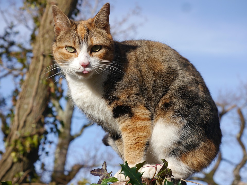 Cat Calicot National - Photo gratuite sur Pixabay - Pixabay