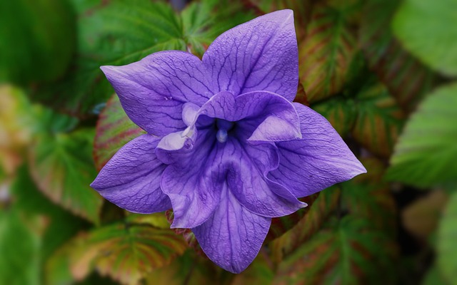 Free bellflower flower plant illustration