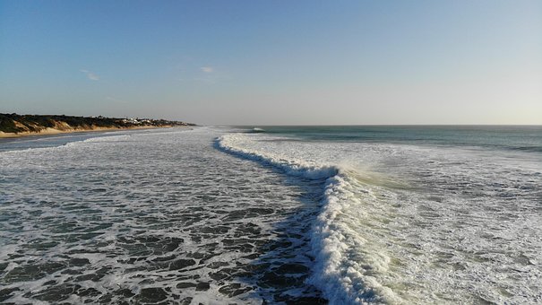 Free Beach Flower photo and picture