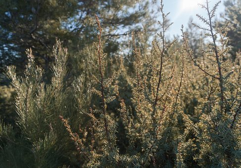 Free Bush Vegetation photo and picture