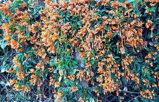Free Flowers Spring photo and picture