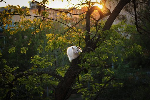 Free White Cat photo and picture