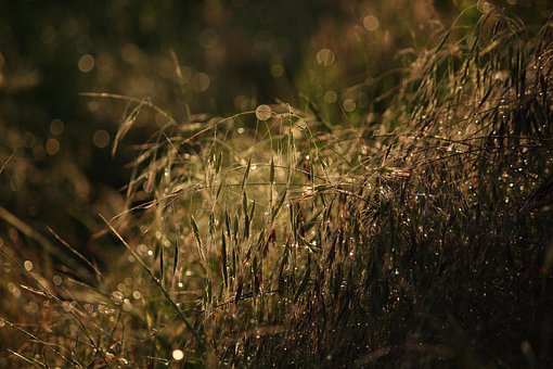 Free Dew Bokeh photo and picture