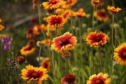 Free Chamomile Bee photo and picture