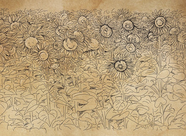 Free sunflower flower plants illustration