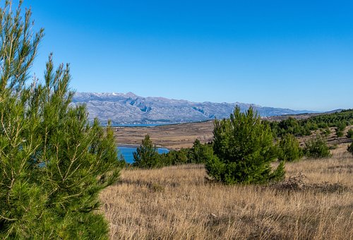 Free Pine Tree photo and picture