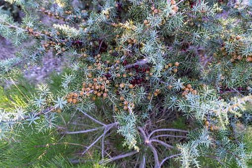 Free Juniper Plant photo and picture