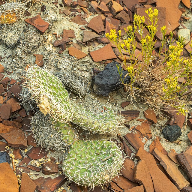 Cacto Pera, Cacto, Opuntia, Natureza