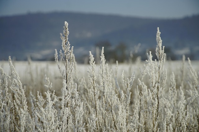 Meadow, frozen, winter and landscape — photo by jhenning