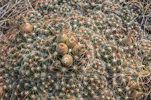 Cacto, Deserto, Plantas, Suculento