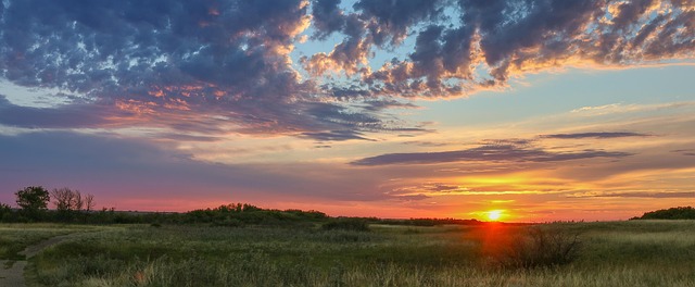 Pradaria, Nuvens, Oxicoco, Saskatoon