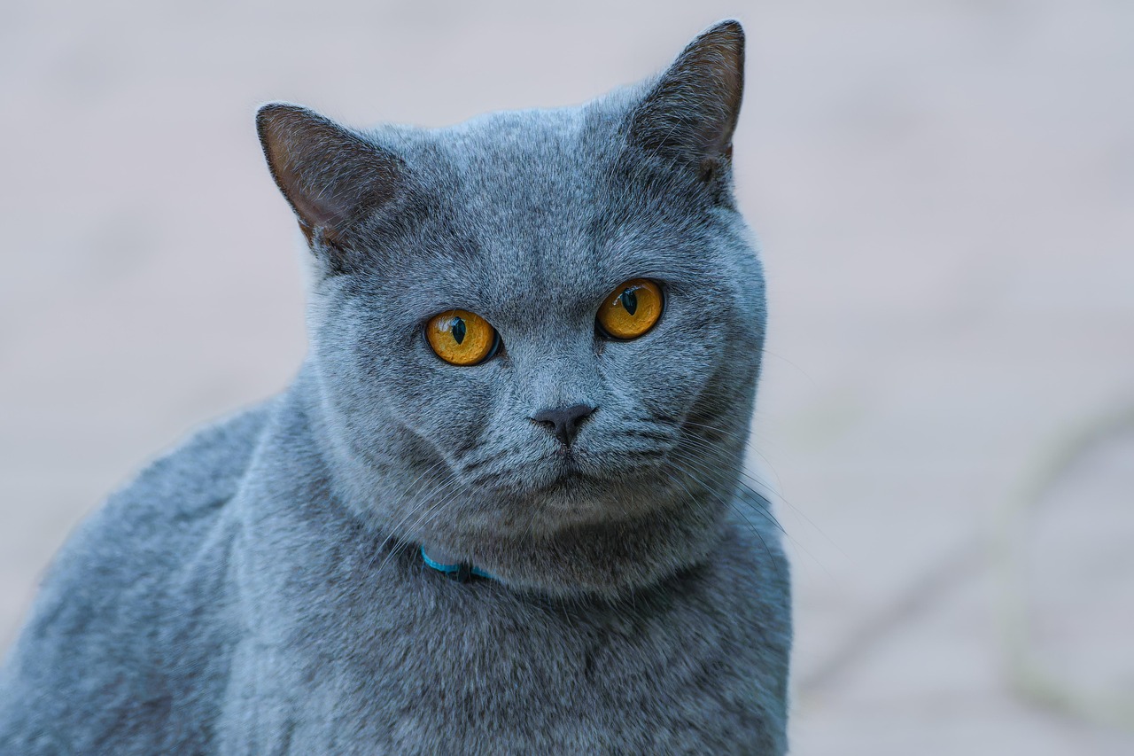 20 000 Free Munchkin Cat Cat Images Pixabay 20 000 Free Munchkin Cat Cat Images Pixabay