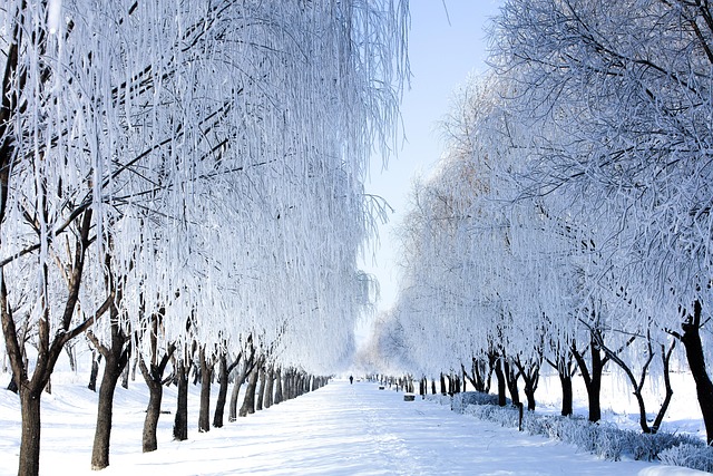 Iarnă, Parc, Cale, Zăpadă, Copaci