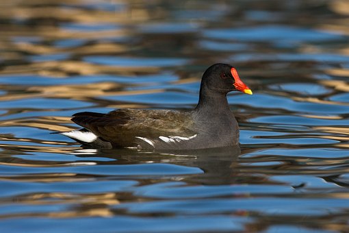 Moorhen, Sumphøne, Fugl, Fjer, Fjerdragt