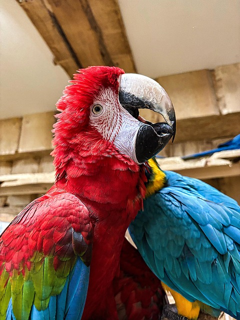 Free Parrot Macaw photo and picture