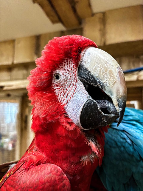 Free Parrot Bird photo and picture