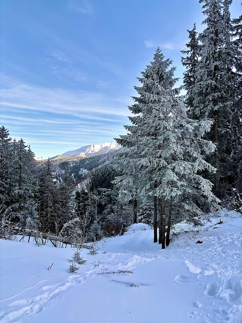 Free Snow Landscape photo and picture