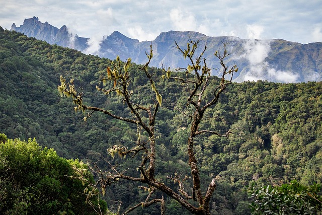 Free Madeira Portugal photo and picture