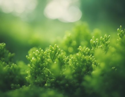 Ai Gerado, Relva, Plantas, Folhas