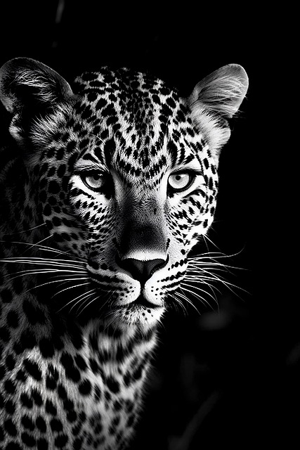Free Leopard Wildlife illustration and picture
