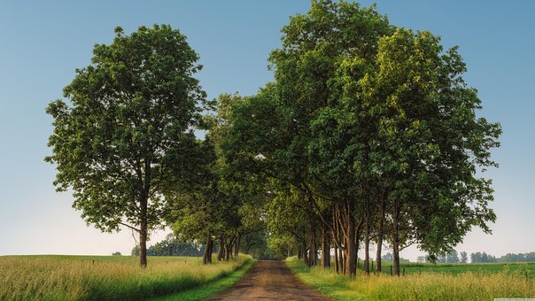 Bäume, Holz, Gras, Natur, Grün, Baum