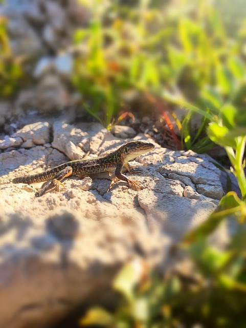 Eidechse, Reptil, Natur, Tier, Gecko
