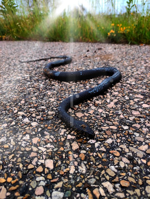 Schlange, Reptil, Natur, Tier, Giftig
