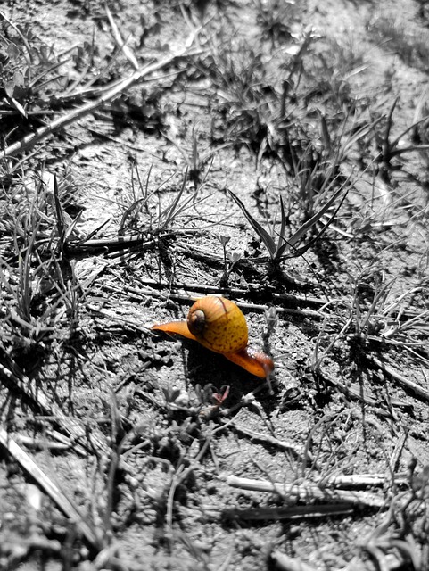Schnecke, Muschel, Natur, Tier